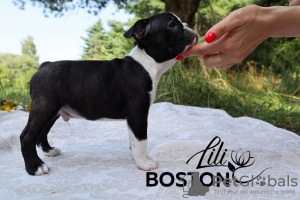 Photo №3. Chiots Boston Terrier à vendre. Biélorussie