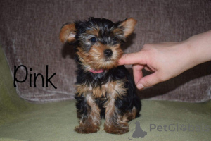 Photo №3. Chiots Yorkshire Terrier. Suède