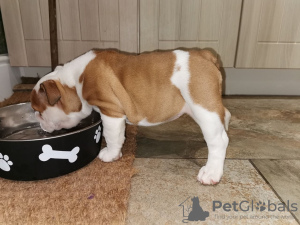 Photo №4. Je vais vendre bulldog anglais en ville de Гауда. éleveur - prix - 400€