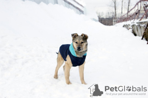 Photo №2 de l'annonce № 34796 de la vente chien bâtard - acheter à Fédération de Russie annonce privée
