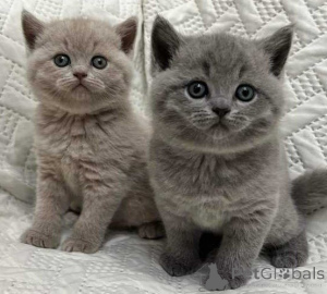 Photo №1. british shorthair - à vendre en ville de Berlin | 250€ | Annonce № 155484
