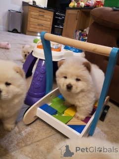 Photo №2 de l'annonce № 149693 de la vente chow-chow - acheter à Allemagne annonce privée