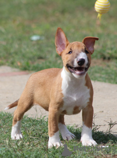 Photos supplémentaires: Chiots Mini Bull Terrier