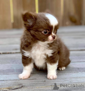 Photo №1. chihuahua - à vendre en ville de Varsovie | négocié | Annonce №163146