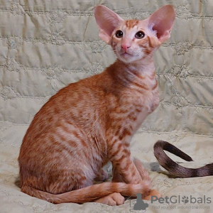 Photo №1. oriental shorthair - à vendre en ville de Marseille | 250€ | Annonce № 120896