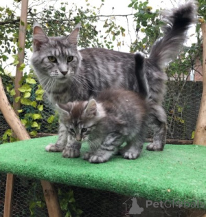 Photo №4. Je vais vendre maine coon en ville de Copenvague.  - prix - 900€