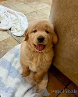 Photo №2 de l'annonce № 164311 de la vente golden retriever - acheter à France annonce privée, éleveur