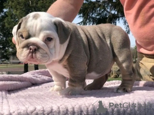 Photo №1. bulldog anglais - à vendre en ville de Berlin | 500€ | Annonce №137159