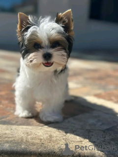 Photo №4. Je vais vendre yorkshire terrier en ville de Aubenas.  - prix - négocié