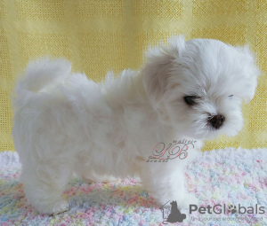 Photo №3. Kid sans défauts, KSU, sang coréen avec un excellent pedigree.. Ukraine