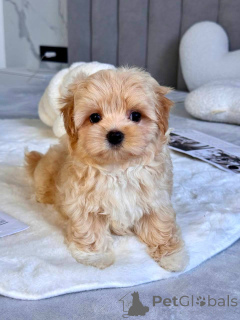 Photo №2 de l'annonce № 145972 de la vente maltipu - acheter à Italie éleveur