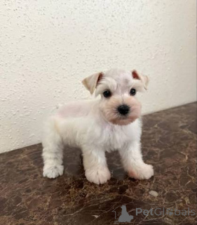 Photo №1. schnauzer géant - à vendre en ville de Aberdeen | négocié | Annonce №173099