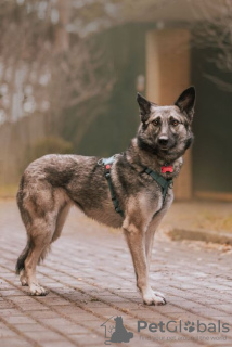 Photos supplémentaires: Doggy Remy entre de bonnes mains