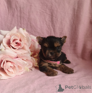Photo №1. yorkshire terrier - à vendre en ville de Rivière moscou | 485€ | Annonce №164779