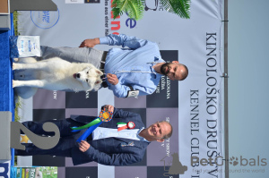 Photos supplémentaires: Husky sibérien à vendre mâle