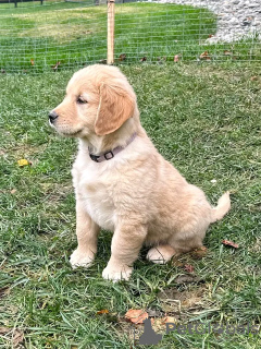 Photo №2 de l'annonce № 103882 de la vente golden retriever - acheter à Espagne éleveur