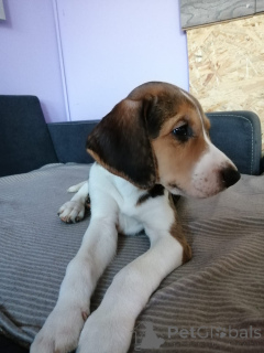 Photo №3. Chiots Lévrier Russe.. Allemagne