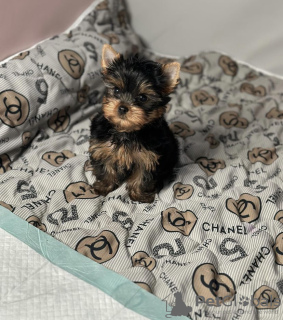 Photo №1. yorkshire terrier - à vendre en ville de Budapest | négocié | Annonce №110162