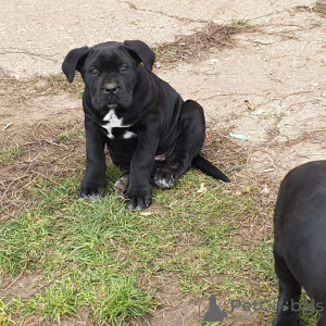 Photo №1. cane corso - à vendre en ville de Гамбург | négocié | Annonce №144308