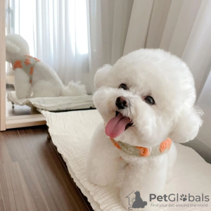 Photo №1. bichon à poil frisé - à vendre en ville de Stockholm | négocié | Annonce №77499