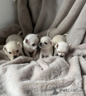 Photo №4. Je vais vendre chihuahua en ville de Gumbostrand. annonce privée - prix - Gratuit