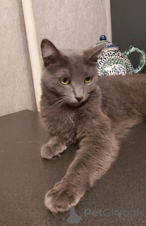 Photo №3. Dyma, bleu russe en bonnes mains.. Fédération de Russie