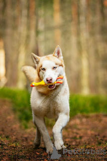 Photos supplémentaires: Le beau husky Hart est entre de bonnes mains