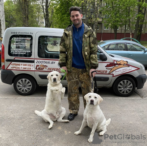 Photo №1. Services de livraison et de transportation des chats et des chiens en ville de Minsk. Annonce № 9411