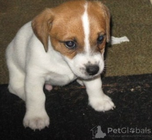 Photo №2 de l'annonce № 44884 de la vente jack russell terrier - acheter à Lituanie annonce privée