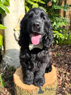 Photo №3. Adorables chiots Cocker Spaniel anglais chercher une famille aimante. France