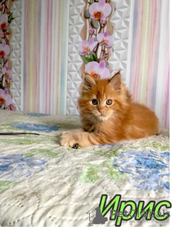 Photo №4. Je vais vendre maine coon en ville de Saint-Pétersbourg. annonce privée, de la fourrière, éleveur - prix - 394€