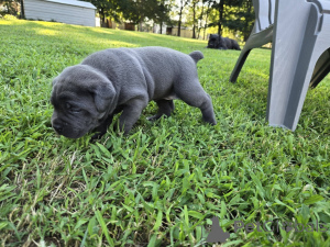 Photo №4. Je vais vendre cane corso en ville de Aalborg. annonce privée, éleveur - prix - 1€