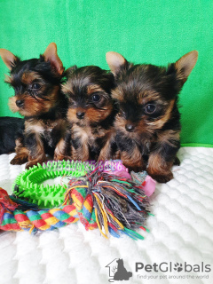 Photo №4. Je vais vendre yorkshire terrier en ville de Tbilissi. annonce privée - prix - négocié