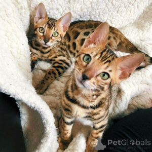 Photo №1. bengal - à vendre en ville de Tel Aviv | 2975€ | Annonce № 140598