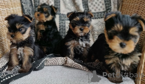 Photo №1. yorkshire terrier - à vendre en ville de Göttingen | 380€ | Annonce №107191