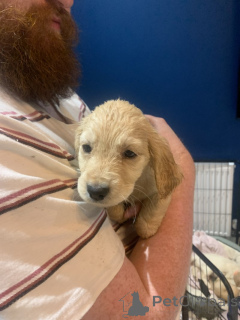 Photo №2 de l'annonce № 157678 de la vente golden retriever - acheter à Allemagne éleveur