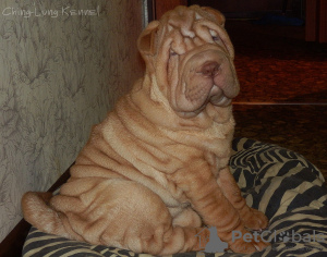 Photo №2 de l'annonce № 8364 de la vente shar pei - acheter à Fédération de Russie de la fourrière