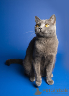 Photo №3. La charmante chatte britannique Gretta veut vraiment trouver un foyer sûr.. Fédération de Russie