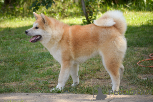 Photo №1. akita (chien) - à vendre en ville de Khmelnitsky | 461€ | Annonce №7419