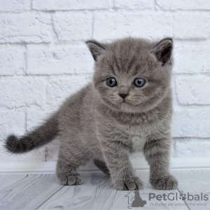 Photo №3. Chatons British Shorthair à vendre. Allemagne