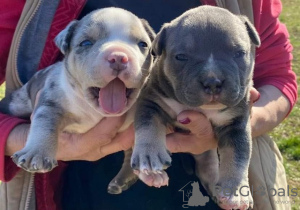 Photo №3. Chiots American Bully Pocket Tricolor Merle. Serbie