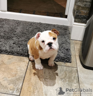 Photo №1. bulldog anglais - à vendre en ville de Гауда | 400€ | Annonce №111518