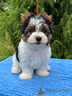 Photo №3. Beaver Terrier. Biélorussie