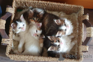 Photo №3. Chatons Maine Coon. Suède