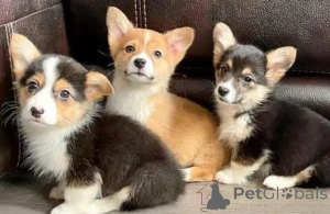 Photo №1. welsh corgi - à vendre en ville de Mondorf -les-Bains | négocié | Annonce №175767