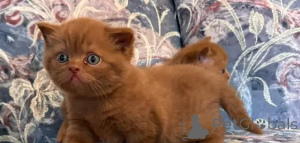 Photo №2 de l'annonce № 175998 de la vente british shorthair - acheter à Allemagne 