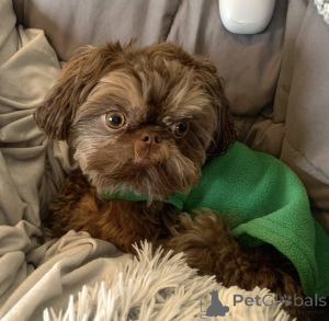 Photo №3. Beaux chiots shih tzu à vendre. Allemagne