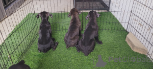 Photo №4. Je vais vendre cane corso en ville de Al Ain. annonce privée - prix - négocié