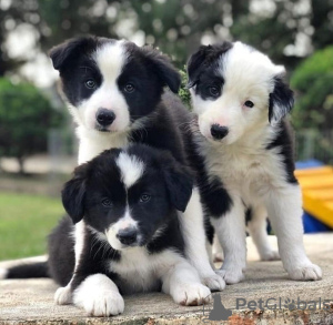 Photo №1. border collie - à vendre en ville de Varsovie | 400€ | Annonce №124418