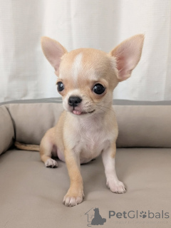 Photo №3. Chihuahua disponible à l'adoption contactez WhatsApp Business 447450021323. La finlande